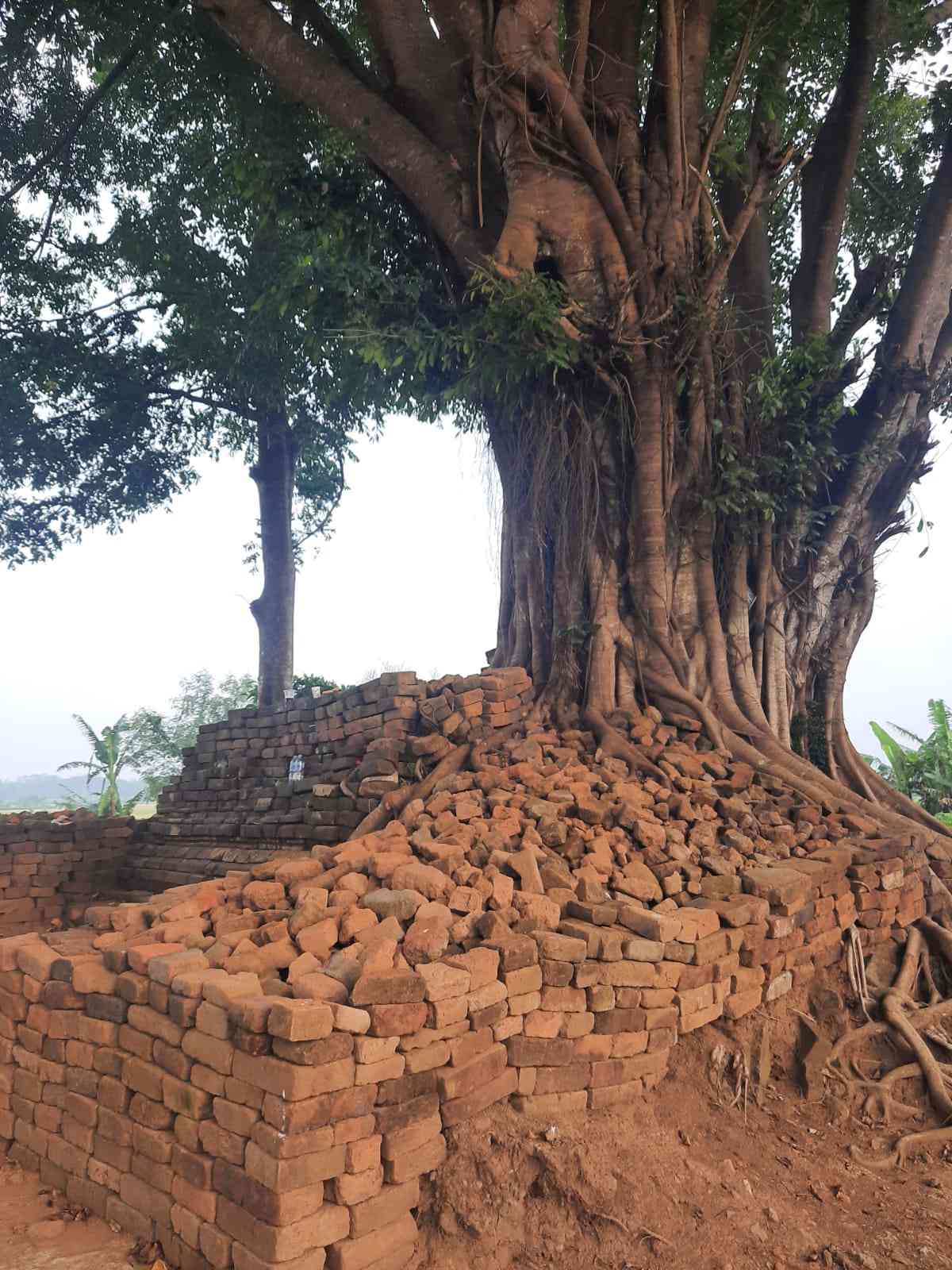 Pohon beringin tumbuh di tengah-tengah Candi Deres. Dokumentasi penulis