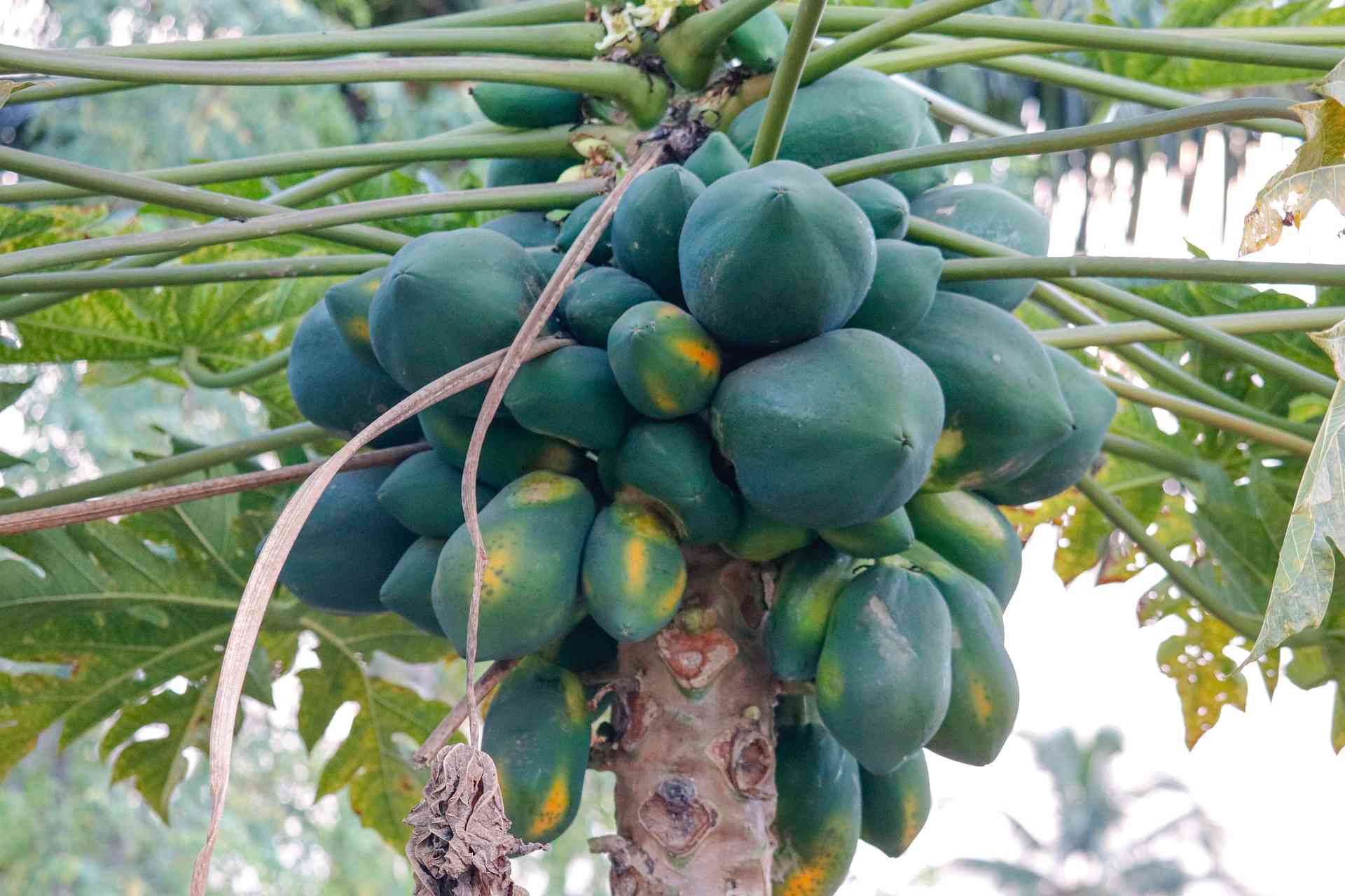 Buah pepaya (Sumber: Gambar oleh Jamir Tamboli dari Pixabay)