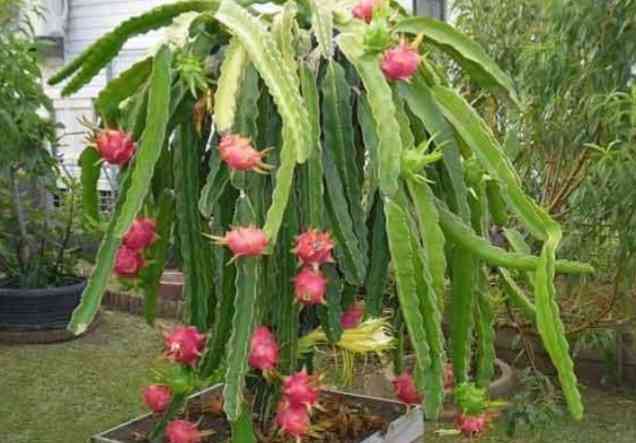 Pohon buah naga merah atau Hylocereus polyrhizus. Sumber: satuharapan.com