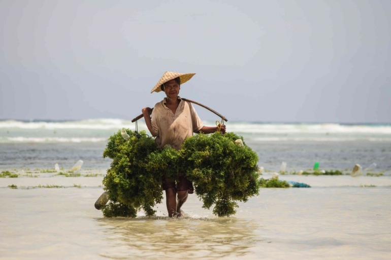 Pembudidaya rumput laut di pulau Sabu. Foto : thespicerouteend.com