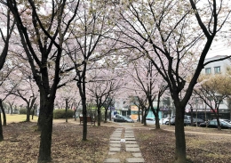 Bunga Beotkkot di Taman di kota Ansan, Korea Selatan. Dokumen pribadi