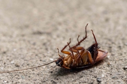 Kecoak, serangga penular penyalit saluran pencernaan (Pexels.com)