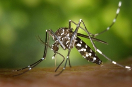 Nyamuk Aedes sp (Pexels.com)