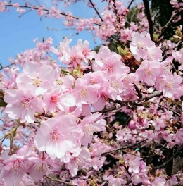 Bunga Sakura, Lokasi foto Universitas Tokyo Foreign Studies. Dokumen pribadi.