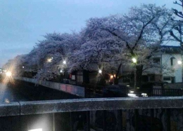 Bunga Sakura saat senja di kota Shiga, Tokyo. Dokumen pribadi