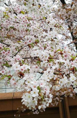 Pohon Sakura di kampus Tokyo Foreign Studies Daigaku, Jepang, Dokumen pribadi.