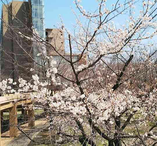 Bunga Sakura mulai bersemi di kampus Tokyo Foreign Studies Daigaku. Dokumen pribadi