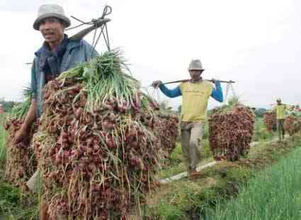 Kebahagiaan Petani saat panen melimpah https://th.bing.com