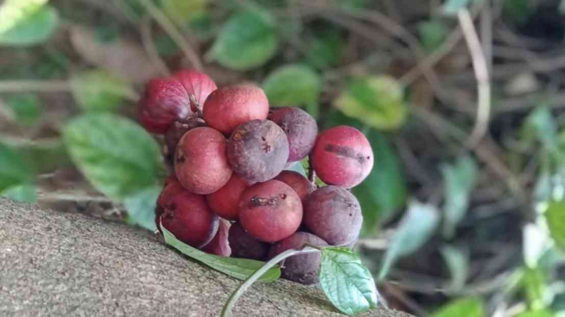 Buah Lo. Sumber gambar: www.kompasiana.com/suparnojumar/