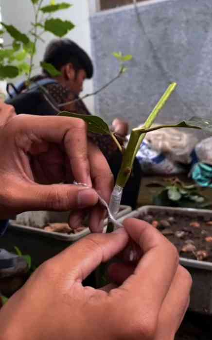 Sumber: Dokumentasi Pribadi (Penyampaian Materi dan Praktik Sambung Pucuk)