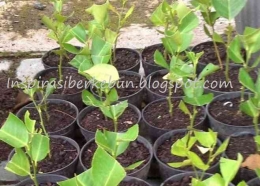 memelihara hasil tanaman jeruk dari stek batang dalam persemaian (dok foto: inspirasiberkebun.blogspot.com)