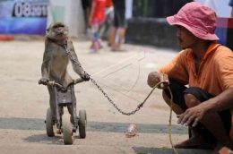 Pertunjukan Topeng Monyet | Antarafoto.com