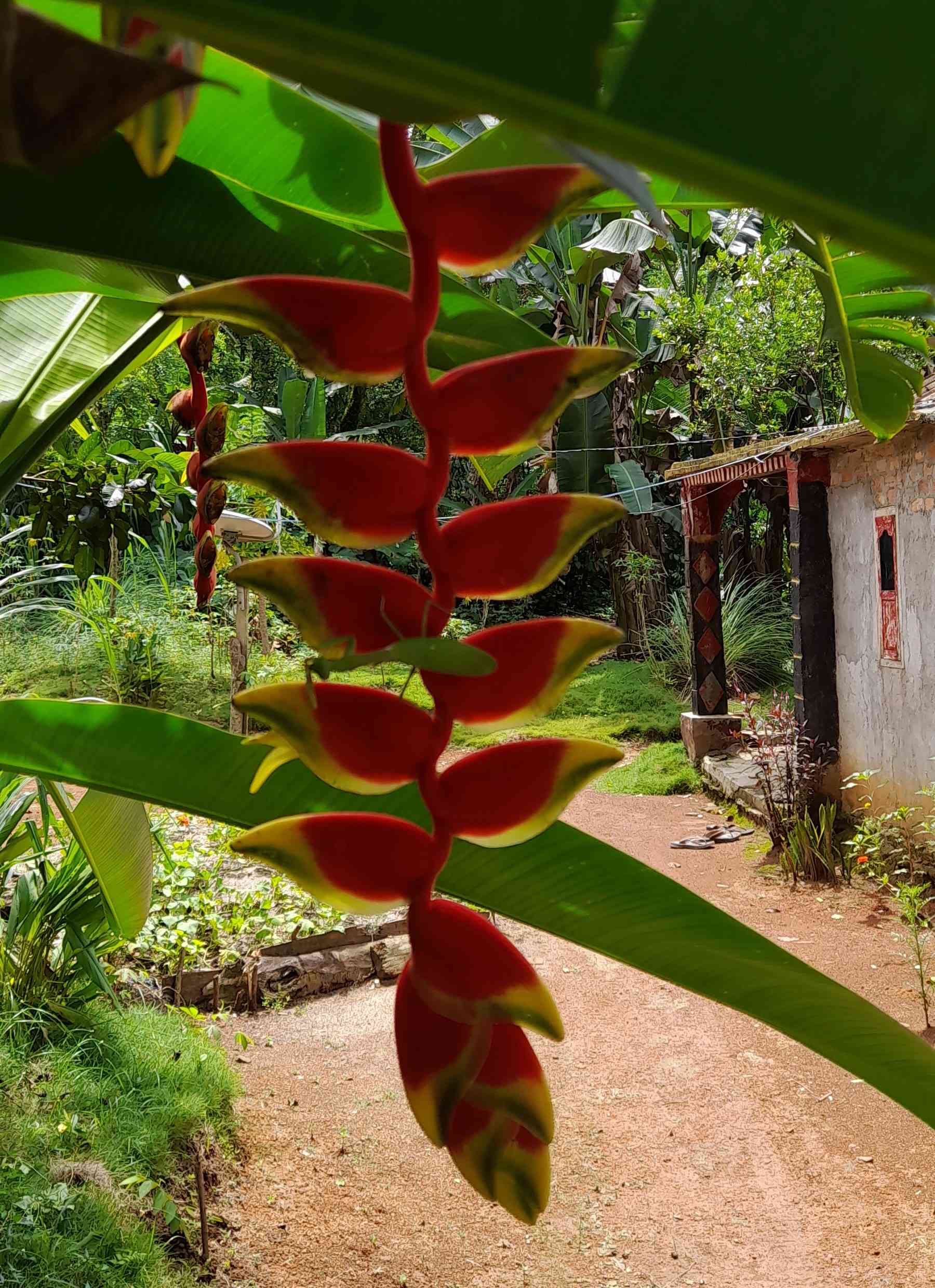 Bunga tanaman Heliconia rostrata ini bisa menjuntai hingga ke permukaan tanah (dokpri)