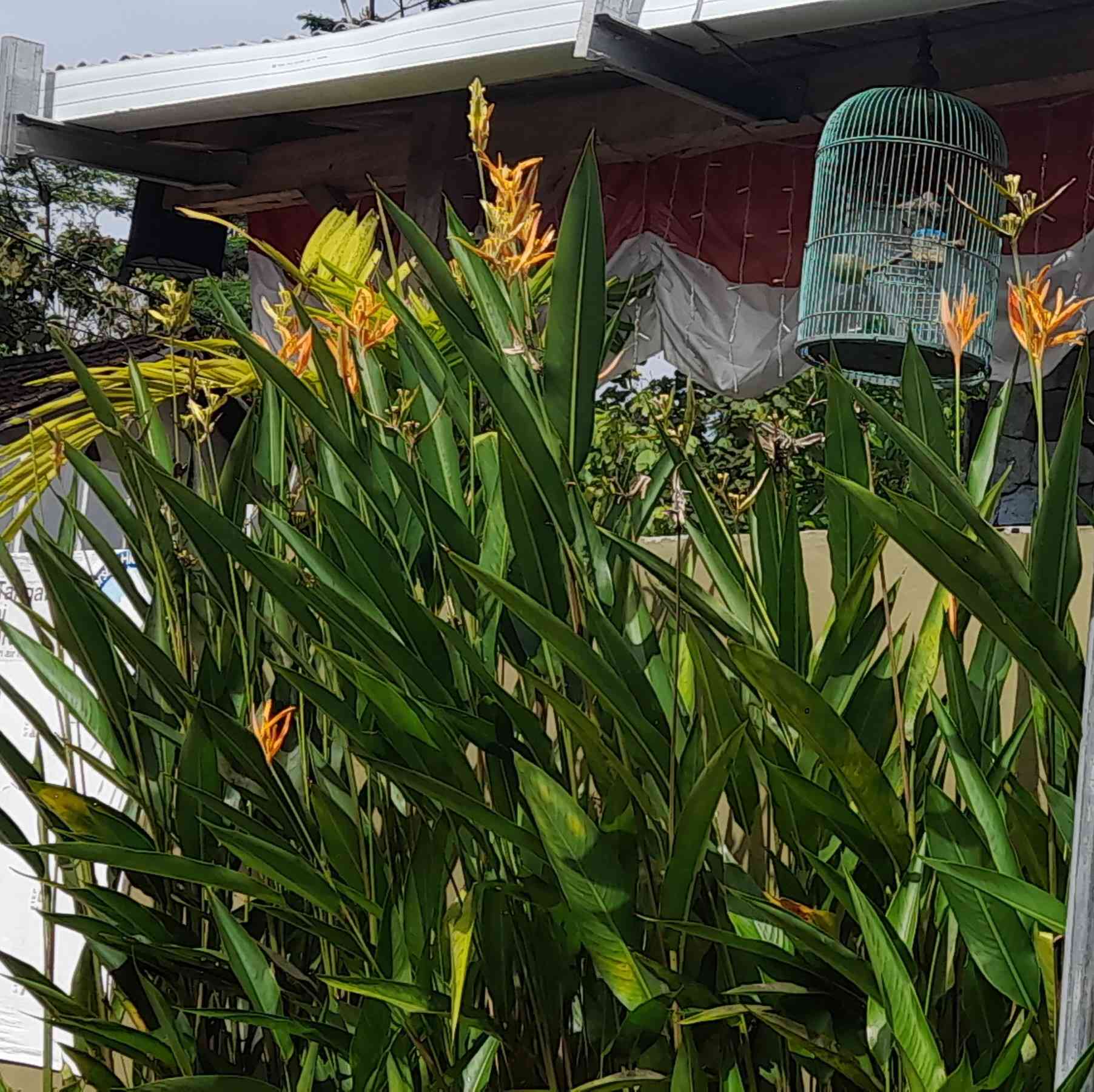 Tanaman Heliconia psittacorum tumbuh dalam kelompok itu nampak lebih indah (dokpri)