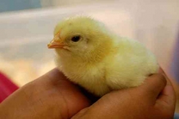 Anak Ayam (medcom.id)