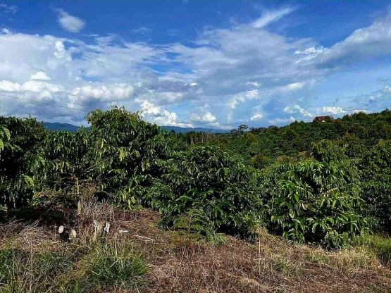 Kebun Durian Musang King Pekebun Sahat Sibarani di Garoga, Taput. Foto : Delima Silalahi, facebook.com