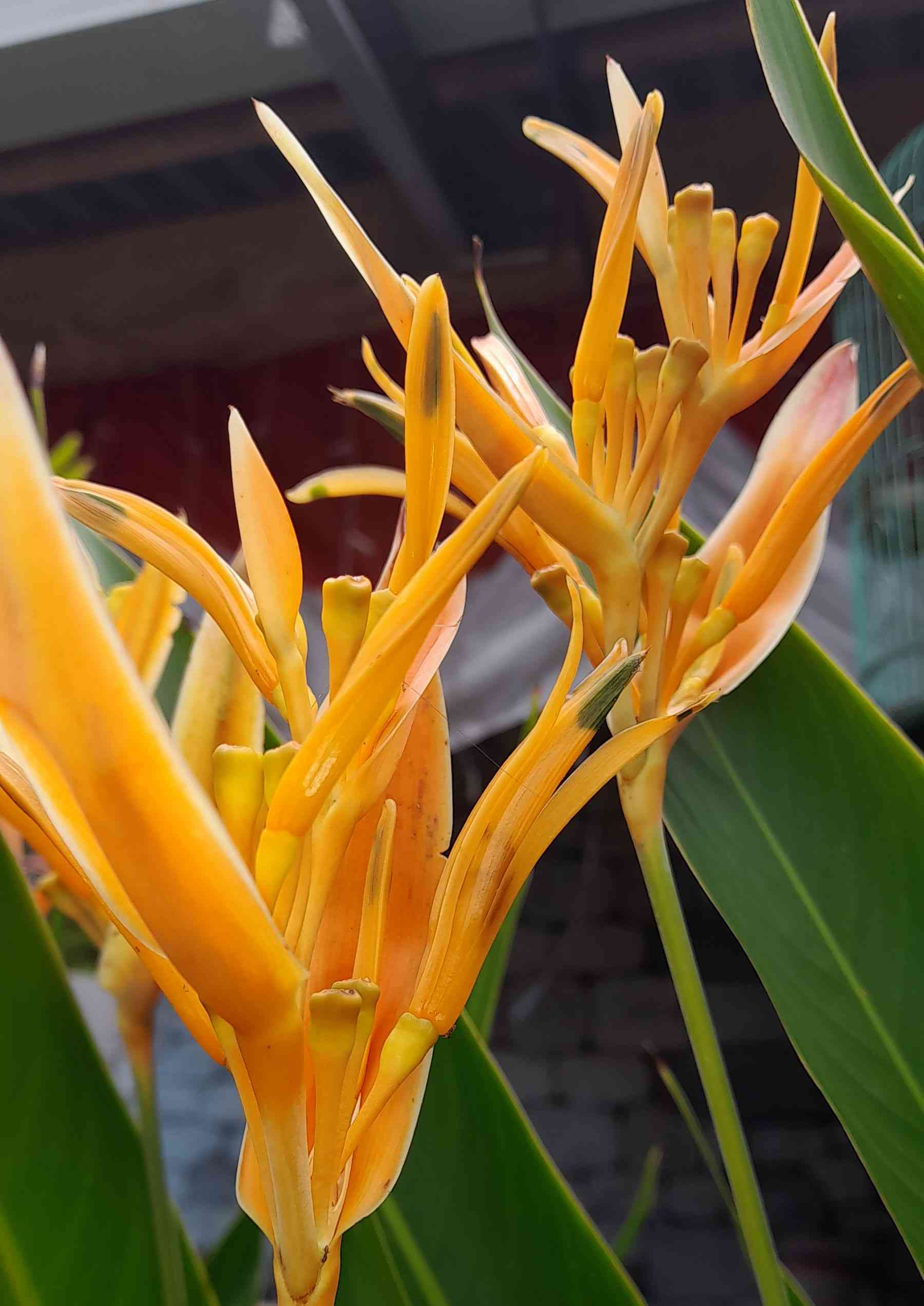 Heliconia psittacorum (dokrpi)