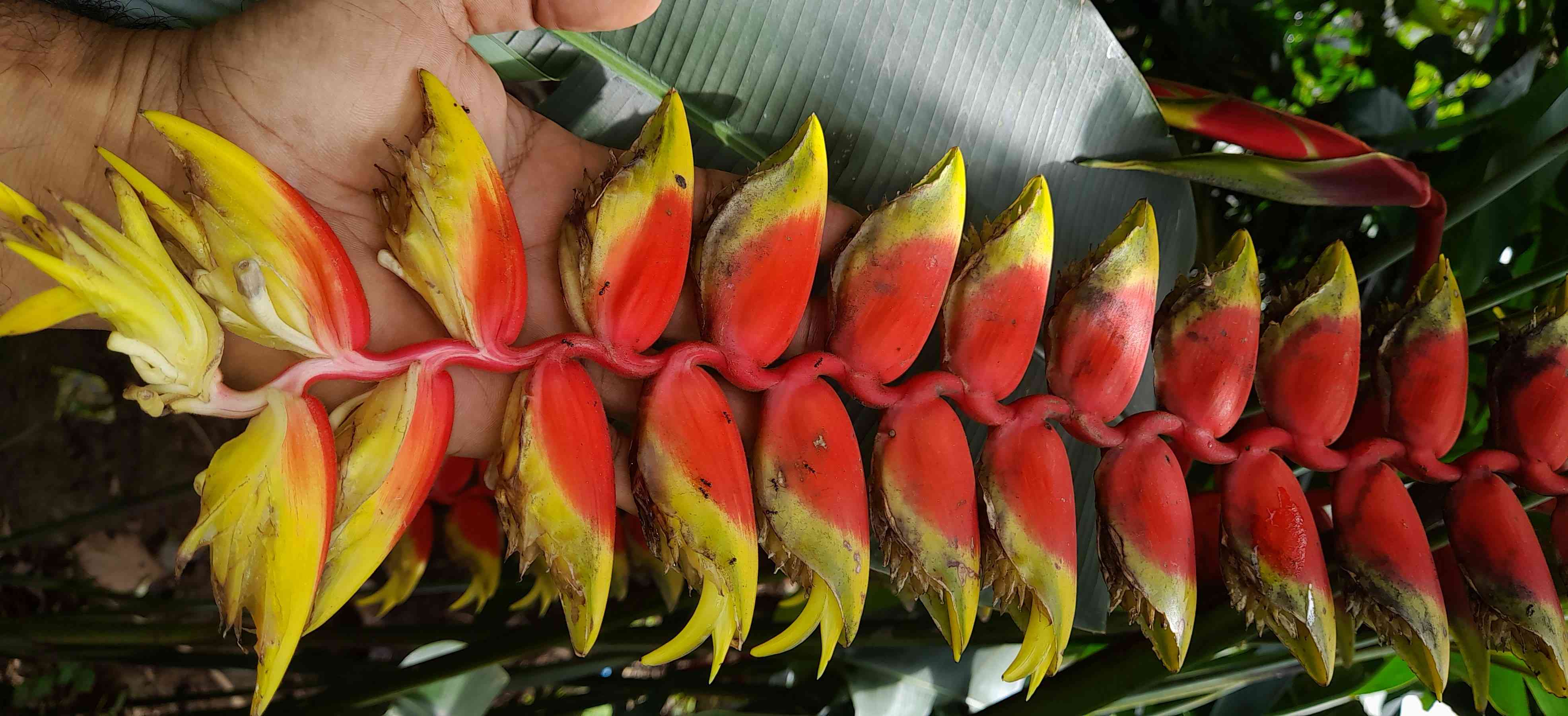 Bunga Heliconia rostrata (dokpri)