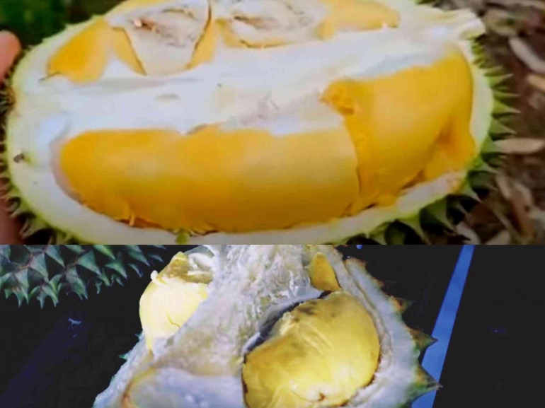 Buah Durian Garoga Musang King yang kuning benderang. Foto : Dikolase dari tangkapan layar media info tapanuli raya, youtube.com