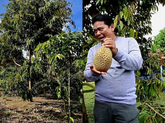 Pak Sahat Sibarani, Pekebun Durian Musang King di Garoga, Taput. Foto : Dikolase dari Delima Silalahi dan cakrawalamerdeka.com
