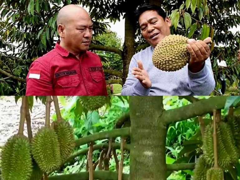 Bupati Taput Nikson Nababan (kr) dan Sahat Sibarani (kn) di kebun durian Musang King, Garoga, Taput. Foto : Dikolase dari medanposonline.com : 