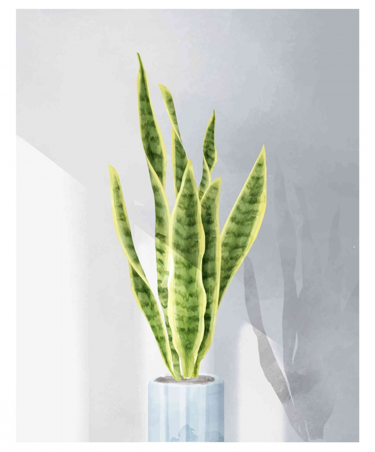 Ilustrasi Snake plant (freepik.com/rawpixel-com)