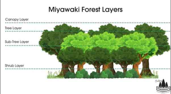 Miyawaki Layer | From: https://www.creatingtomorrowsforests.co.uk/blog/the-miyawaki-method-for-creating-forests