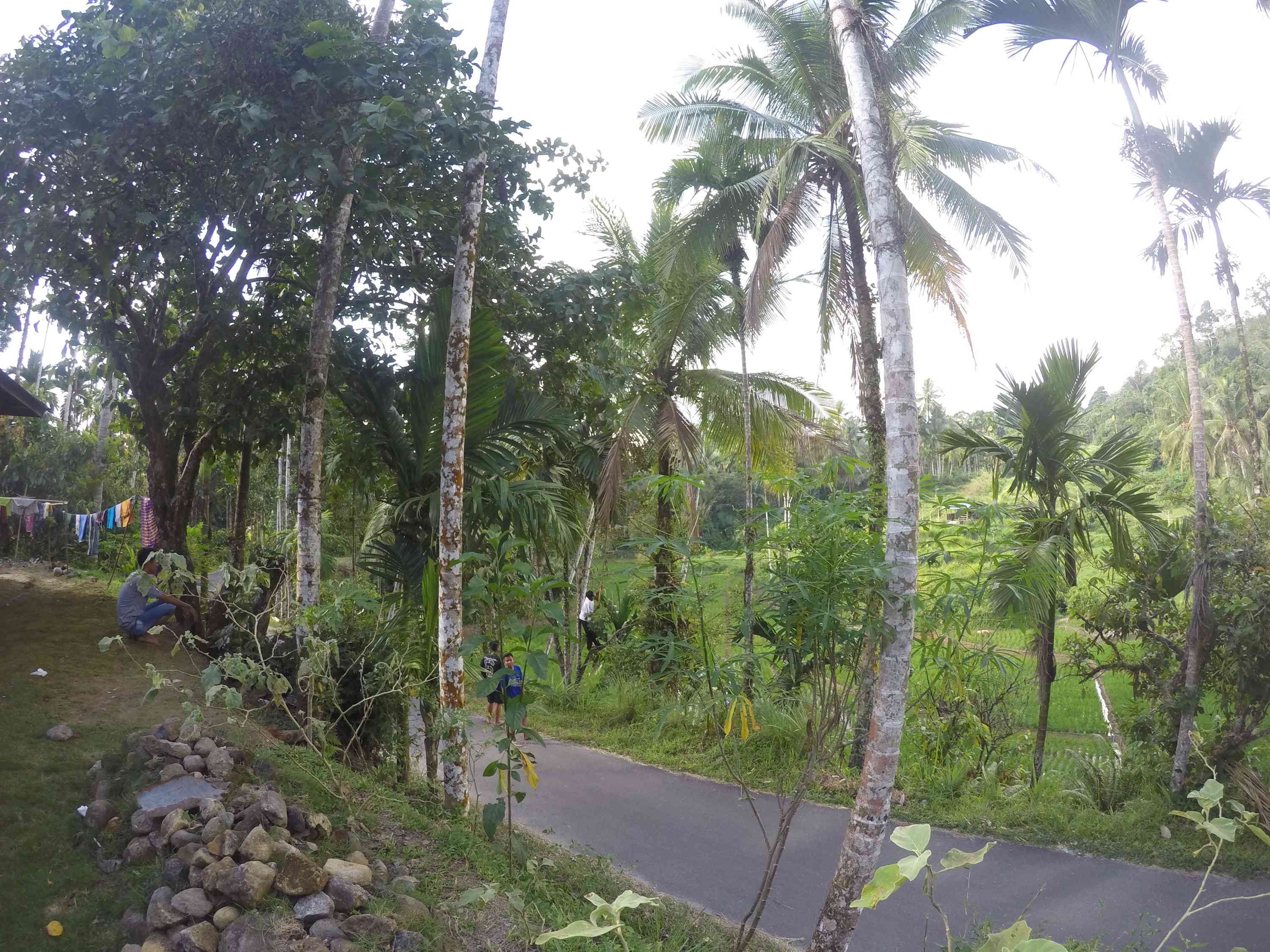 pemandangan halaman rumah makuo di Simaung foto: Arai Amelya