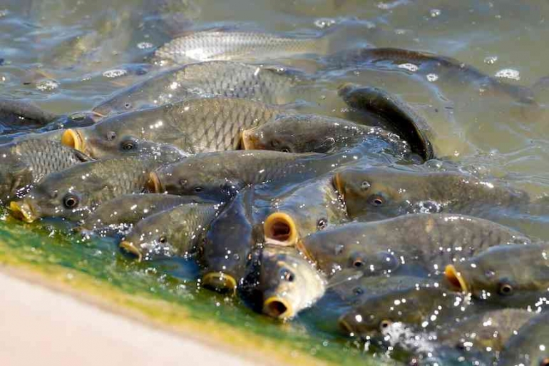 Ikan mas kini sudah berubah menjadi hama yang berdampak besar pada kerusakan lingkungan. Photo: Landline: Bill Ormonde 