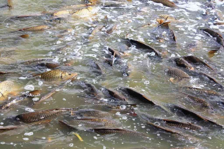 Ledakan populasi ikan mas yang tidak terkontrol menjadikan ikan mas di Australia menjadi hama dan sebagai perusak lingkungan. Photo: CSIRO. 
