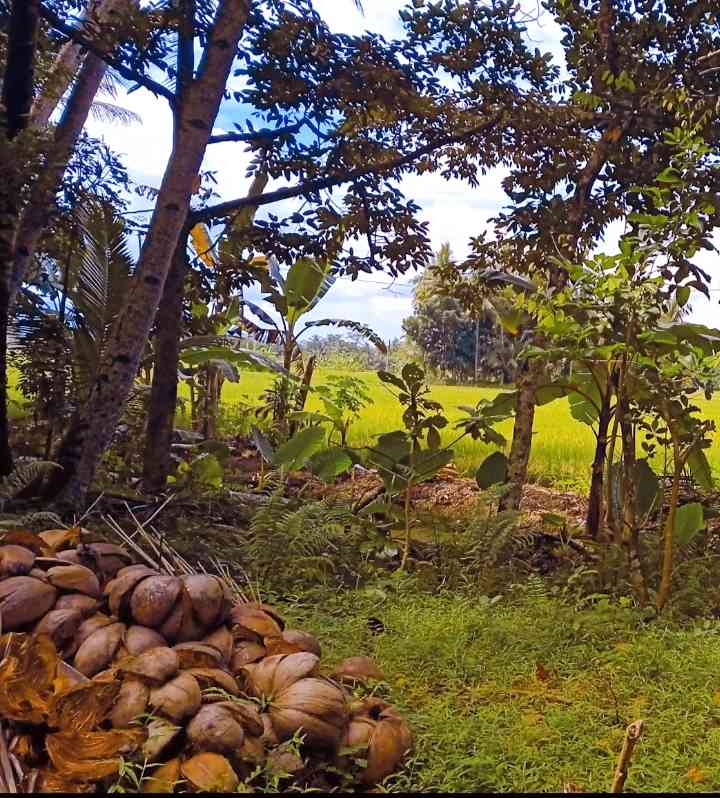 Sawah dan halaman belakang, tempat dulu bermain long dan mancing belut (dokpri) 