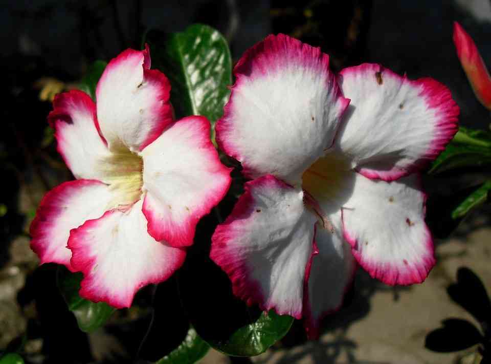 Golongan Adenium. Sumber foto: Astama81 at Pixabay