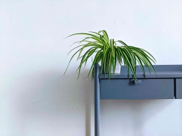 Ilustrasi Spider plant (unsplash.com/es/@lucian_alexe)