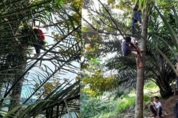 Sejumlah siswa di Kabupaten Simalungin terpaksa memanjat pohon untuk mencari sinyal: Facebook Renni Rosari Sinaga via Kompas.com.