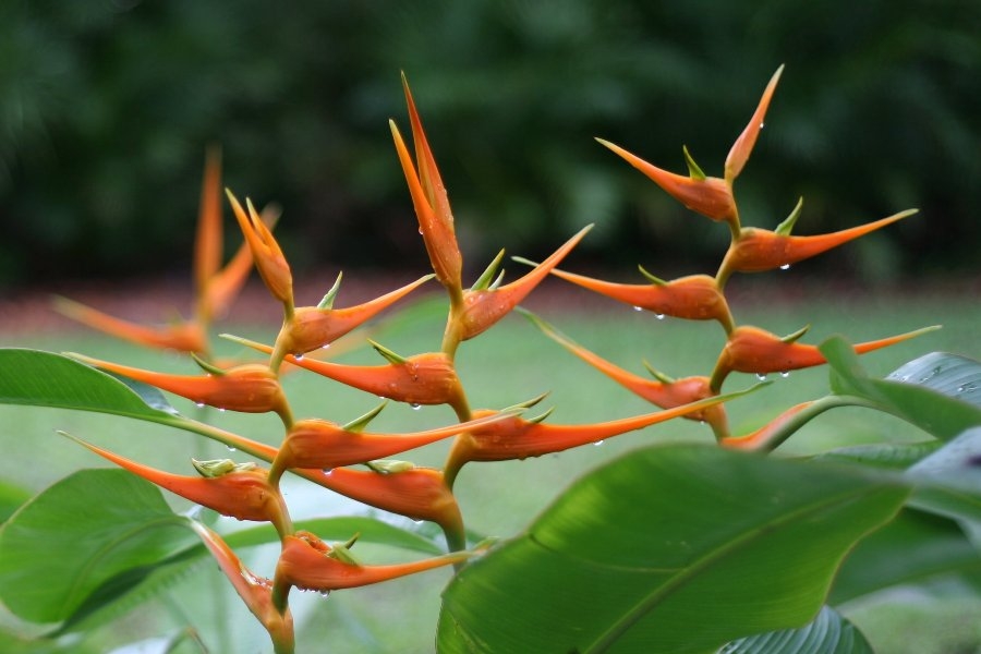 Heliconia (Sumber: Marisa Febrilian via bobo.grid.id)
