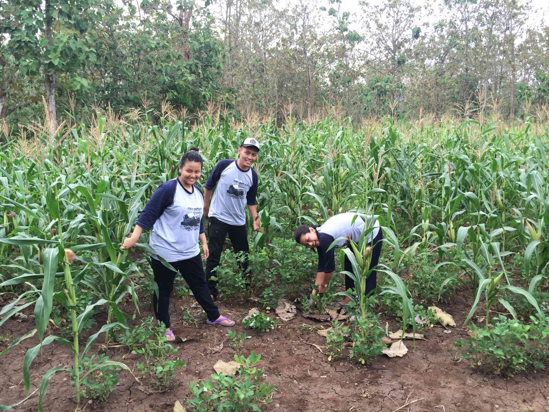 Kegiatan Bercocok Tanam Bareng Kerabat di Kampung Halaman (foto koleksi pribadi)