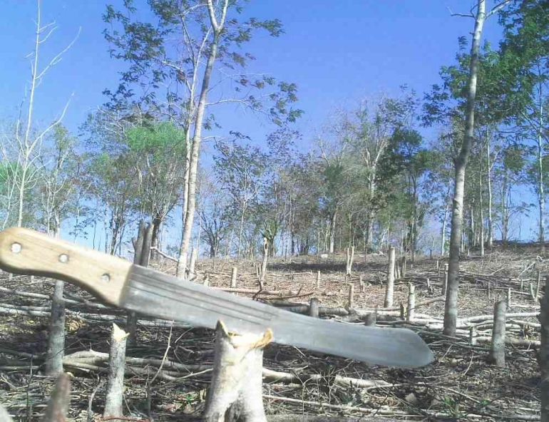 Pembukaan lahan untuk kebun baru.| Dokumentasi Imanuel Lopis.