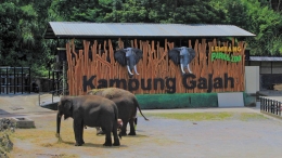 Kampung Gajah, Lembang Park & Zoo (Sumber : Alisa Yanita Putri)