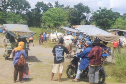 Suasana arisan pemilik gerobak sapi/Foto: Hermard