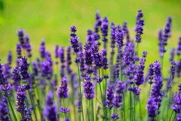 Lavender salah satu tanaman menjaga kesehatan./Pixabay/Hans/