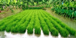 Perendaman tanaman padi untuk pengedalian hama (doc. Rasna)
