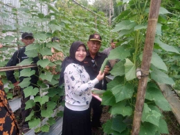 Bupati Kayong Utara Citra Duani didampingi Istri saat melakukan panen perdana tanaman holtikultura (8/4/2023) di desa Penjalaan. (Foto : Robi/YP).