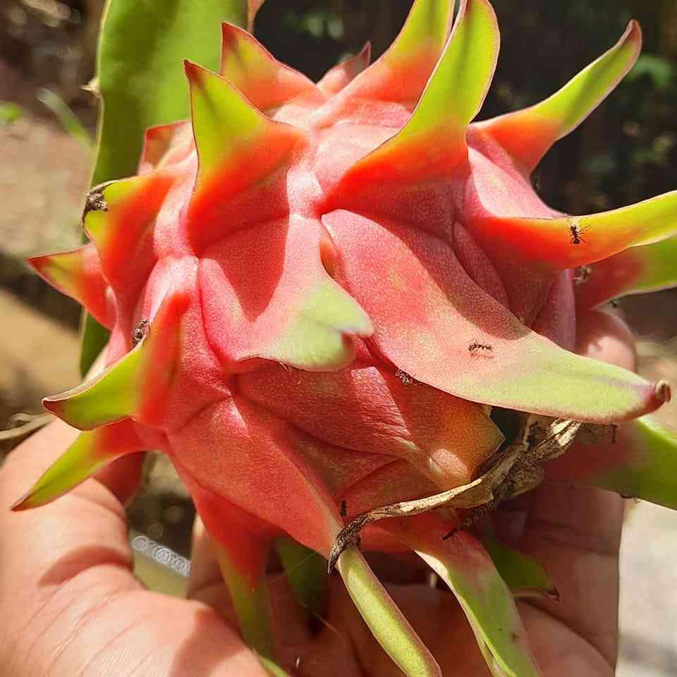 Buah naga utuh bqru dipanen dari kebun (dokpri)