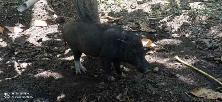 Babi hutan yang sudah dipelihara dan bahkan dibawa ke Waipia Pulau Seram (dok. pribadi)