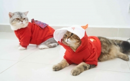Ilustrasi dua ekor kucing yang bersiap untuk diajak mudik lebaran | unsplash: solen feyissa