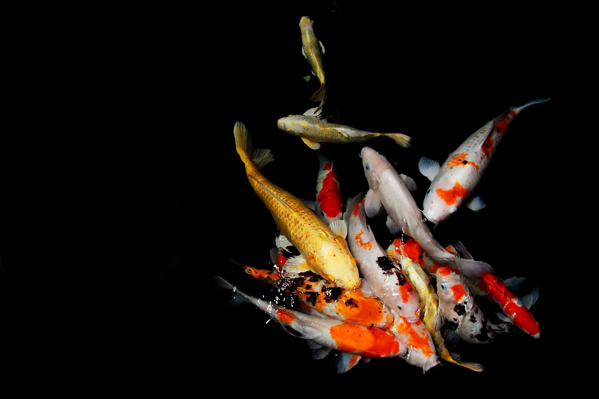 Ikan koi (Sumber: Endri Yana Yana-Pixabay.com)