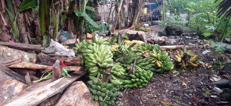 Sangat mudah ditemukan pohon pisang yang tumbuh dimana-mana (dok. pribadi)