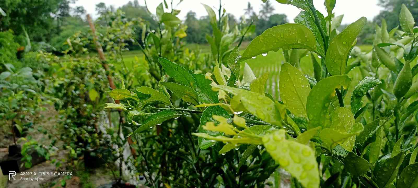 kebun di pekarang rumah kami (Dok: Pribadi)