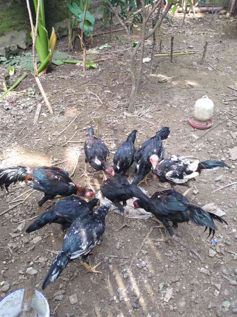 Foto Ayam birma untuk lebaran koleksi pribadi 