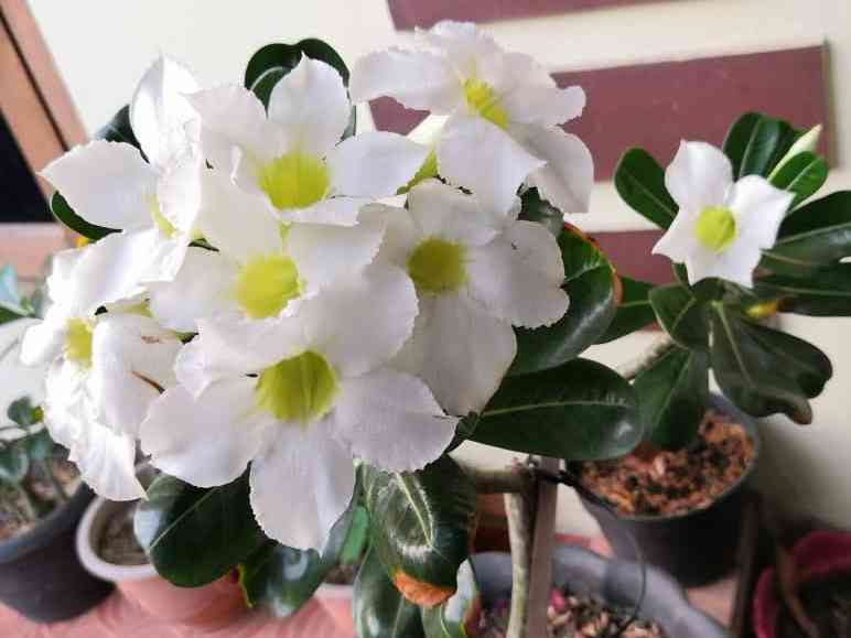 Bunga putih | Foto: Dandung N. (Dok pribadi)